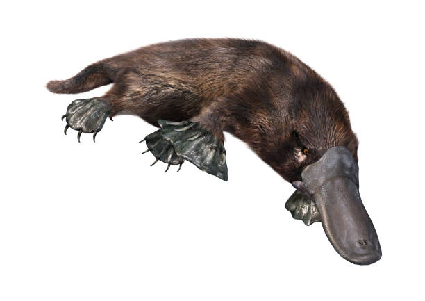 3D illustration platypus isolated white 3D rendering of a platypus or Ornithorhynchus anatinus isolated on white background duck billed platypus stock pictures, royalty-free photos & images
