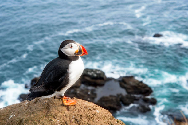 istock Colorful atlantic puffin 1128042658