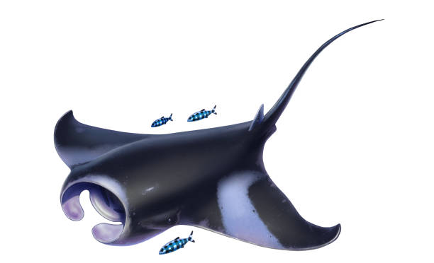 ilustrações, clipart, desenhos animados e ícones de manta flutua vista superior, sobre fundo branco. - manta ray