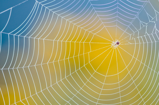 A spider web has a colorful background from the flowers that surround it.