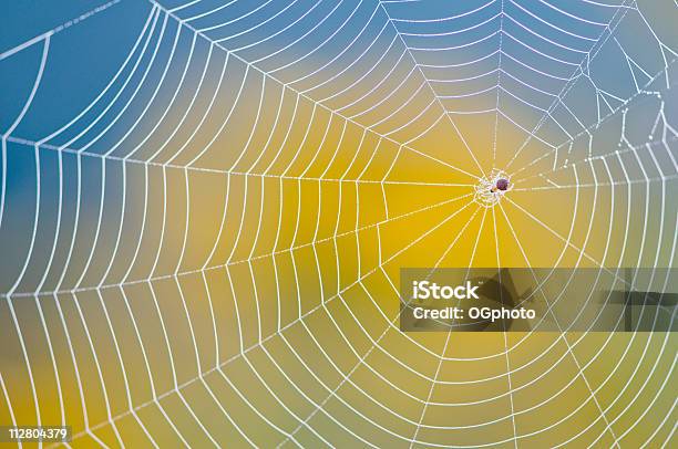 Neatly Made Spider Web Against Blurred Yellow And Blue Back Stock Photo - Download Image Now
