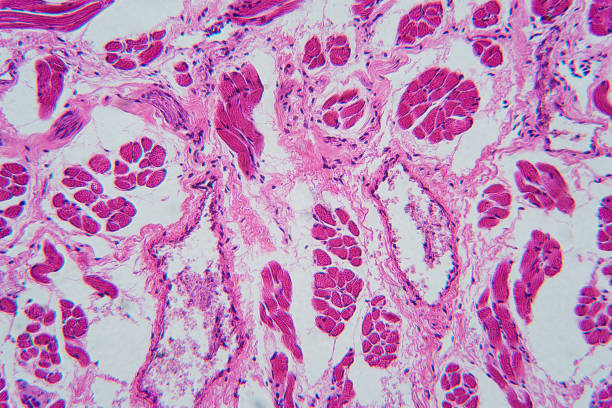 istock Full Frame Shot Of Tongue Tissues 1128044092