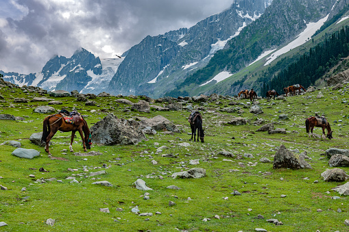 Horse Resting after Work,Zozila Pass,Jammu and Kashmir, Ladakh Region, Tibet,India,Nikon D3x