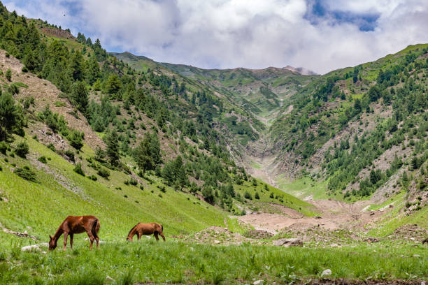 horse resting after work, passo zozila, jammu e kashmir, regione del ladakh, tibet, india, - sella pass foto e immagini stock