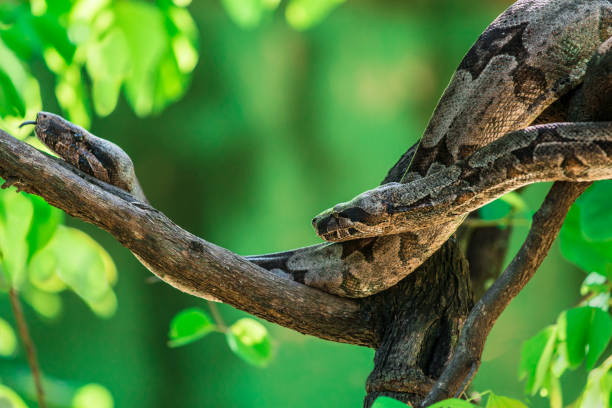 Boa constrictor in the Amazon rainforest Boa constrictor is a reptile who has its habitat in the rainforest boa stock pictures, royalty-free photos & images