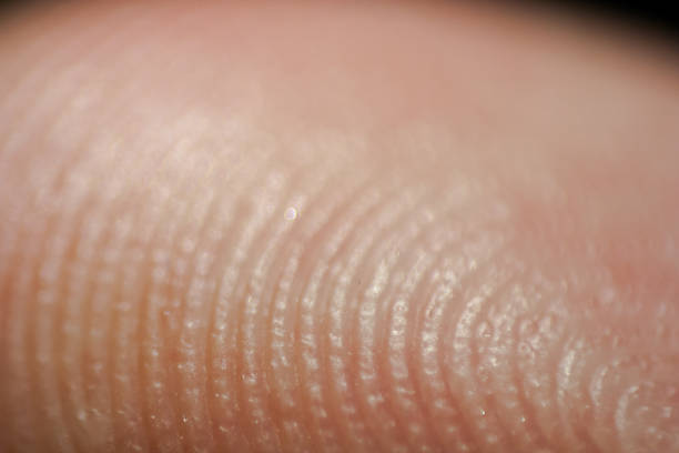 huella digital de macro. dedo humano a alta magnificación - piel partes del cuerpo fotos fotografías e imágenes de stock