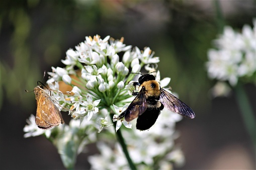 Image of a Yellow Jacket bee and Butterfly on a white flower