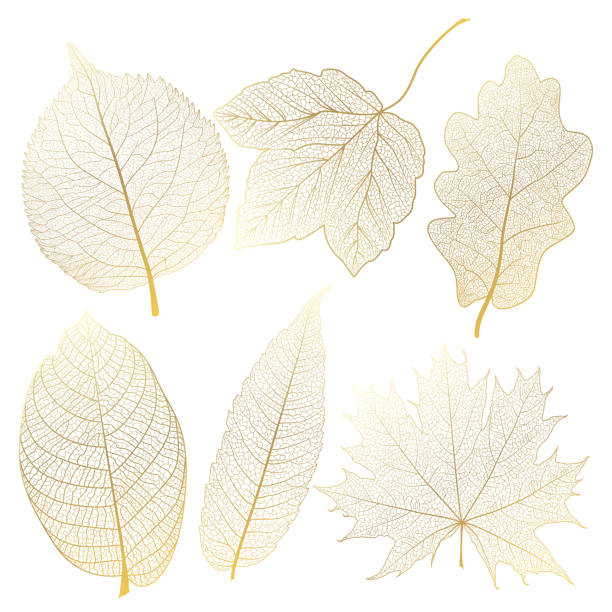 illustrazioni stock, clip art, cartoni animati e icone di tendenza di set di foglie vena, oro. - leaf vein