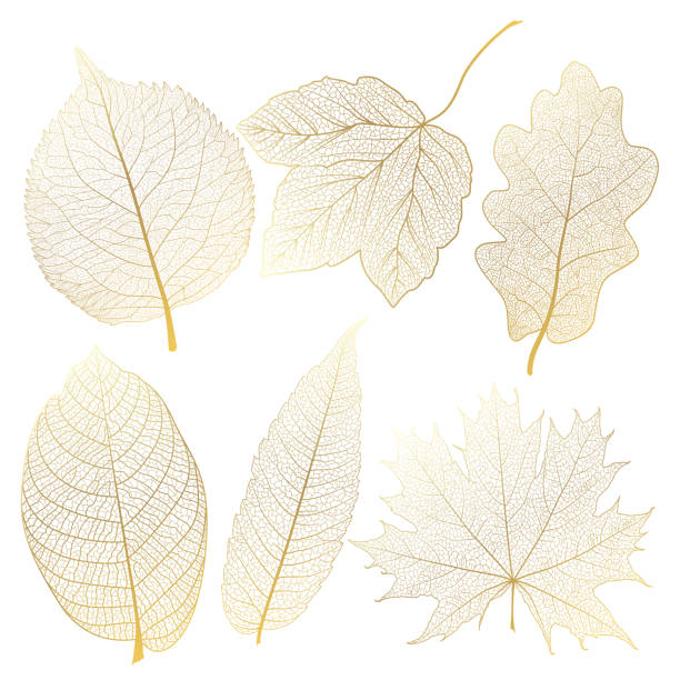 ilustrações, clipart, desenhos animados e ícones de conjunto de folhas veia, ouro. - gold leaf