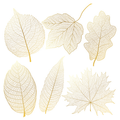 Set of leaves vein, gold. Vector illustration. EPS 10.