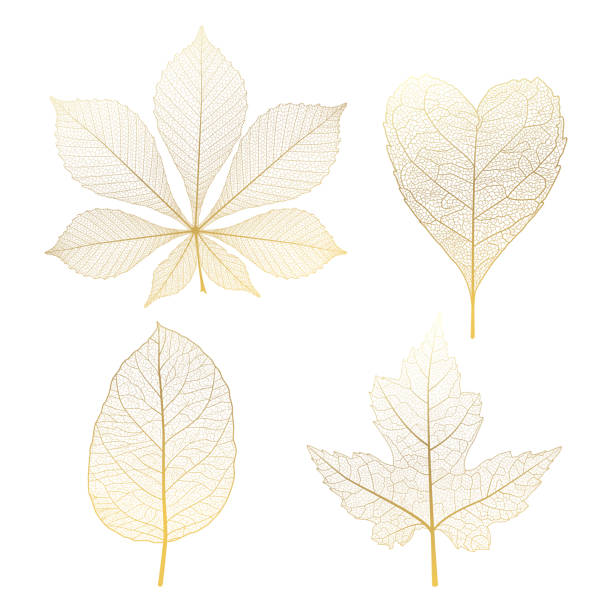 ilustraciones, imágenes clip art, dibujos animados e iconos de stock de conjunto de hojas de vena, oro. - gold leaf