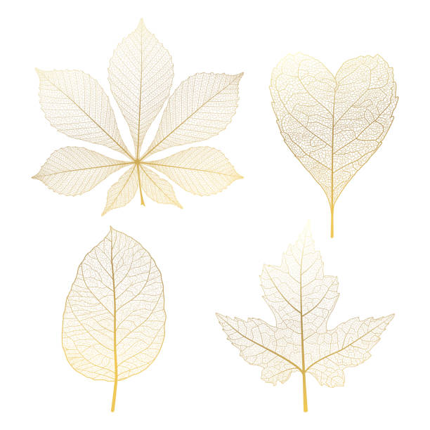 Set of leaves vein, gold. Set of leaves vein, gold. Vector illustration. EPS 10. leaf vein stock illustrations