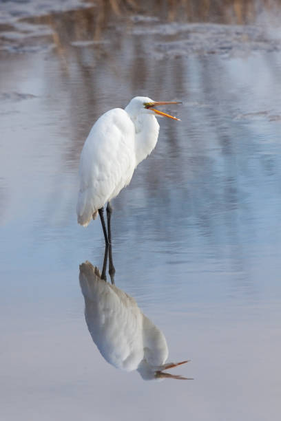 refleksje wielkiego erget - wading snowy egret egret bird zdjęcia i obrazy z banku zdjęć