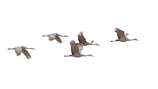 Sandhill Cranes Flying on a White Background