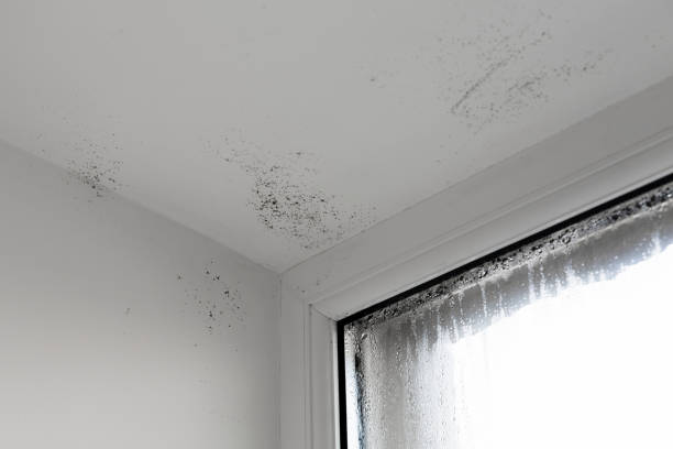 la humedad ataca a la pared. moho en la ventana. ventana de la casa con humedad y condensación - mold molding wall wet fotografías e imágenes de stock