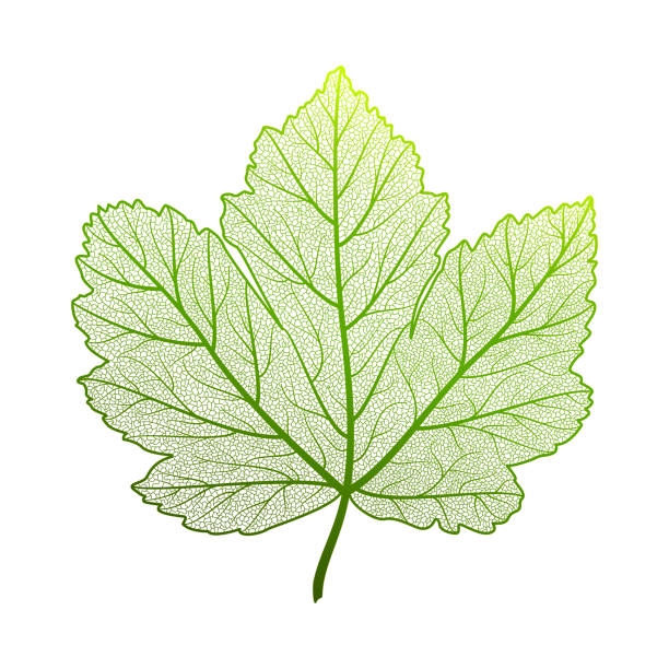 illustrazioni stock, clip art, cartoni animati e icone di tendenza di vena fogliare, acero. - leaf autumn macro leaf vein