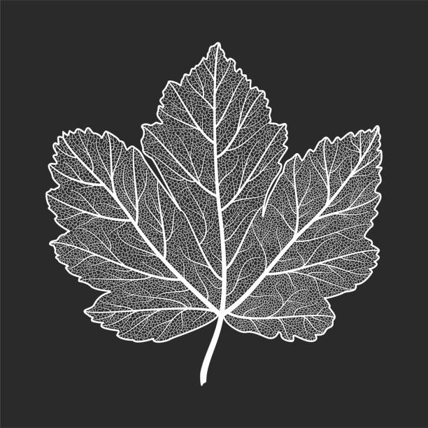 illustrazioni stock, clip art, cartoni animati e icone di tendenza di vena fogliare, acero. - maple leaf close up symbol autumn