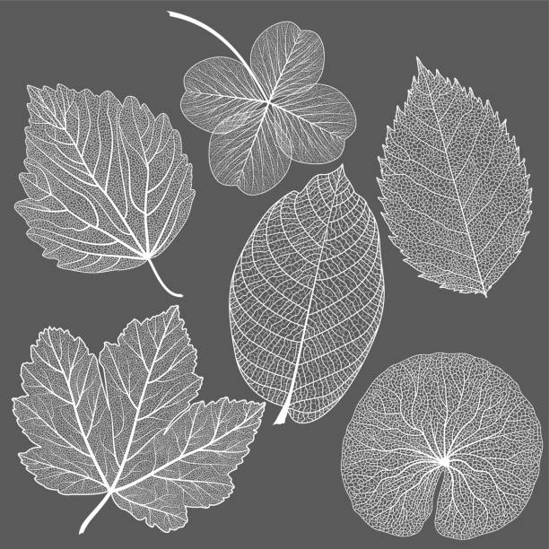 ilustraciones, imágenes clip art, dibujos animados e iconos de stock de conjunto de hojas de la vena. - leaf autumn macro leaf vein