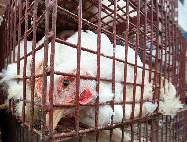 poulet en cage - inhuman photos et images de collection