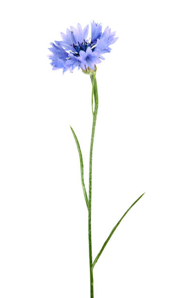 istock Blue flower of knapweed isolated on white background 1128051034