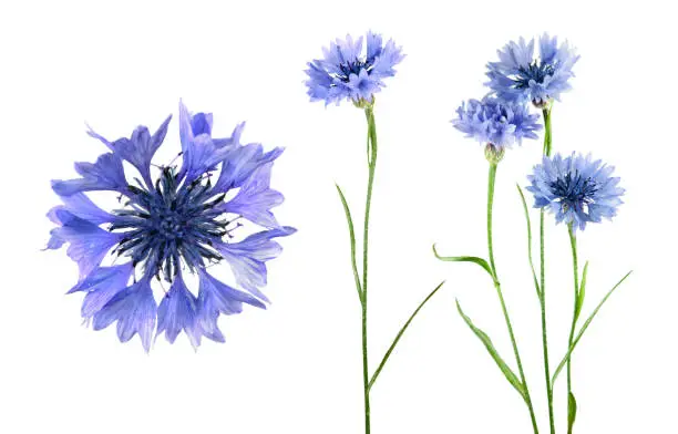 Set of blue flowers of knapweed isolated on white background