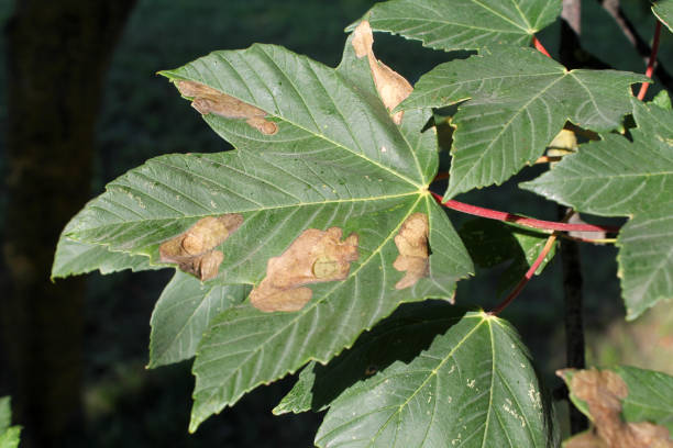 istock Sycamore maple (Acer pseudoplatanus) green leaf with mine of Sawfly leafminer (Heterarthrus sp.), Belarus 1128054067