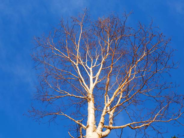 levant de bouleau blanc en hiver - birch tree tree downy birch white photos et images de collection