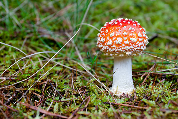 マッシュルーム、フライハラタケ - fungus nature orange agaric toxic substance ストックフォトと画像