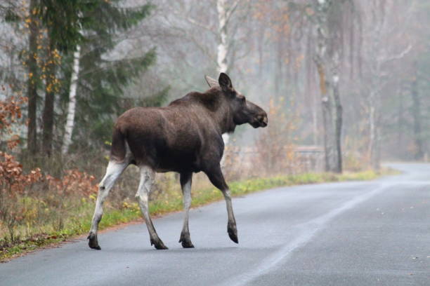 älg - moose crossing sign stock-fotos und bilder