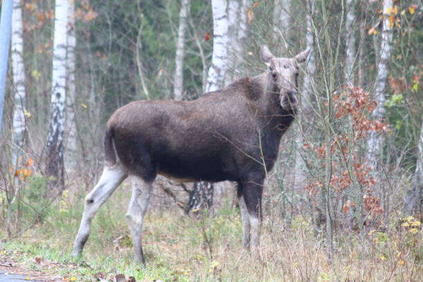 älg - moose crossing sign stock-fotos und bilder