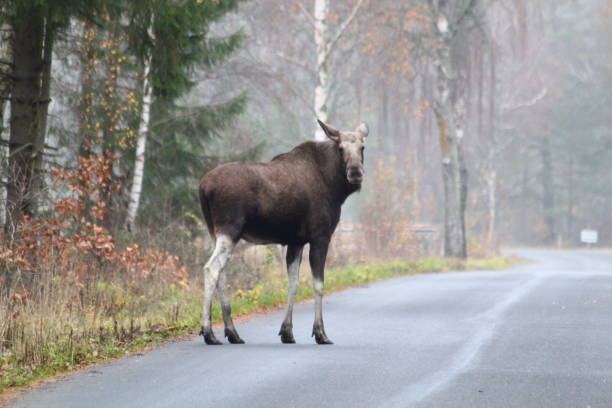 älg - moose crossing sign 뉴스 사진 이미지