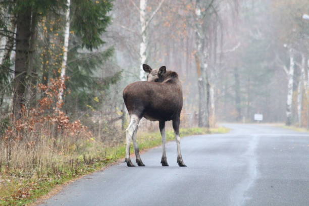 älg - moose crossing sign stock-fotos und bilder