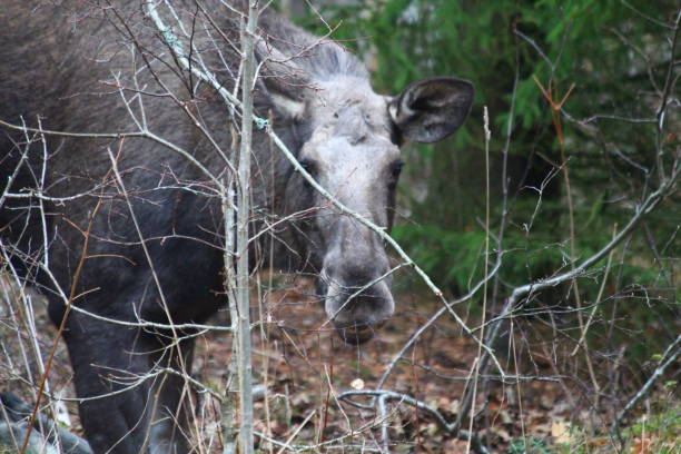 älg - moose crossing sign stock-fotos und bilder