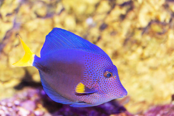 istock big blue fish in their natural habitat 1128057840