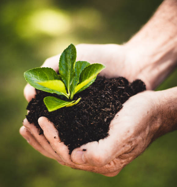istock let's grow the plant 1128057984
