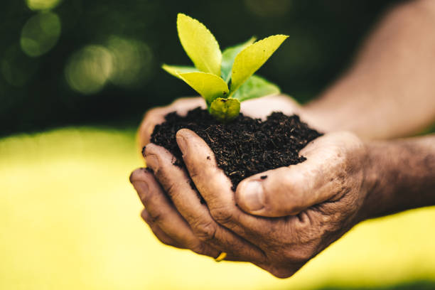 istock let's grow the plant 1128058055