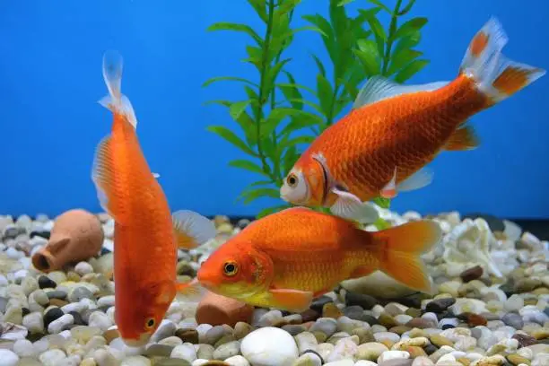 Lifestyle... Three goldfish are feeding in a brightly lit aquarium,