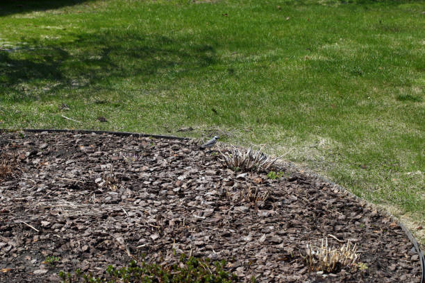 istock Wagtail on a bed in the early spring. 1128058171