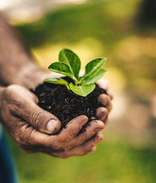 istock let's grow the plant 1128059167