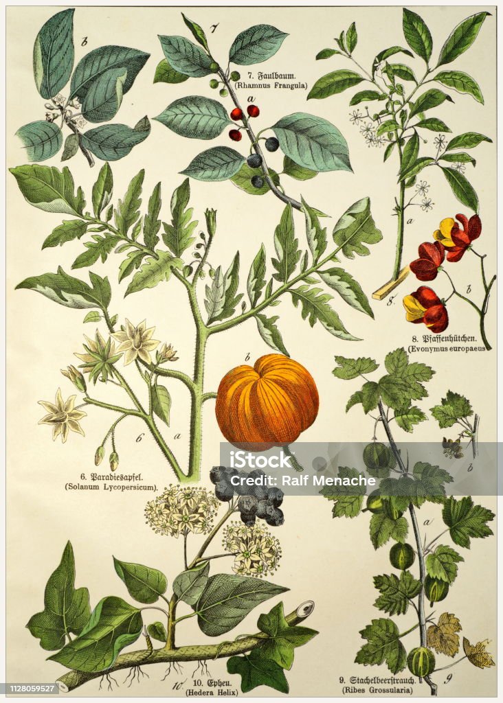 Victorian style botanical lithographs with corresponding caption in Latin and old German script. Munich 1880-1889,  Germany. Munich 1880-1889,  Germany.  Victorian style botanical lithographs with corresponding  caption in Latin and old German script. Illustration stock illustration