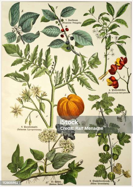 Victorian Style Botanical Lithographs With Corresponding Caption In Latin And Old German Script Munich 18801889 Germany Stock Illustration - Download Image Now