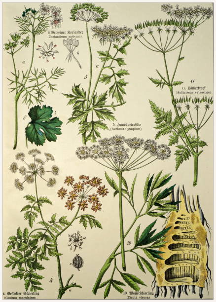 Victorian style botanical lithographs with corresponding caption in Latin and old German script. Munich 1880-1889,  Germany. Munich 1880-1889,  Germany.  Victorian style botanical lithographs with corresponding  caption in Latin and old German script. cicuta virosa stock illustrations
