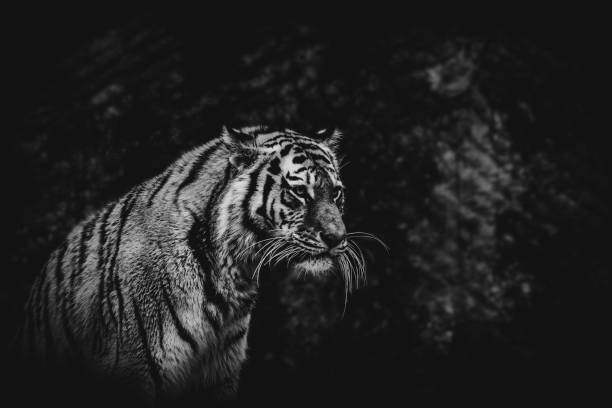istock black and white tiger on a blurried background 1128060257
