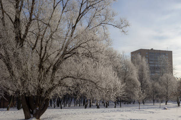 istock Winter cityscape with trees in the rime 1128060846