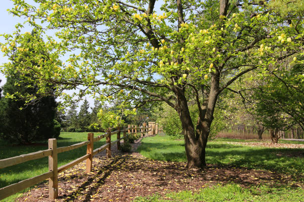 istock Beautiful springtime nature background with blooming trees. 1128062124