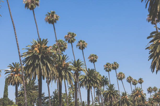istock Beverly hills palms vintage retro toned 1128062137