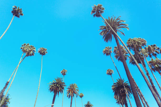 istock Palms of Beverly Drive 1128062139