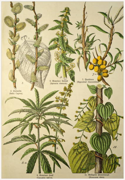 Victorian style botanical lithographs with corresponding caption in Latin and old German script. Munich 1880-1889,  Germany. Munich 1880-1889,  Germany.  Victorian style botanical lithographs with corresponding  caption in Latin and old German script. 1880 1889 illustrations stock illustrations