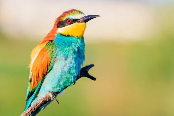 istock bird of paradise is sitting on a branch 1128062341