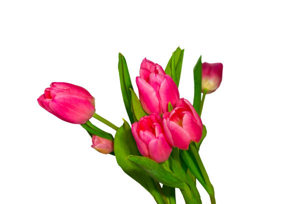 istock Bouquet of pink tulips on white background. 1128065382
